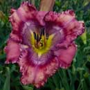 Spacecoast Just My Imagination Daylily